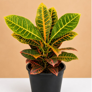 Croton