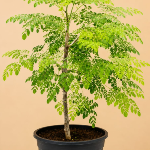 Drumstick Tree