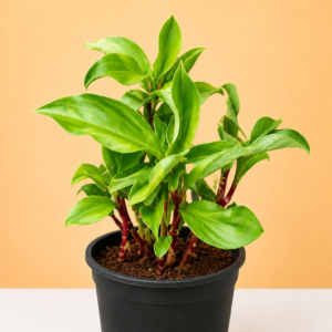 Insulin Plant