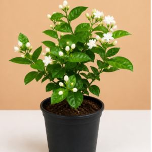 Jasmine
