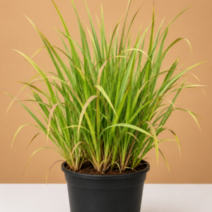 Lemongrass