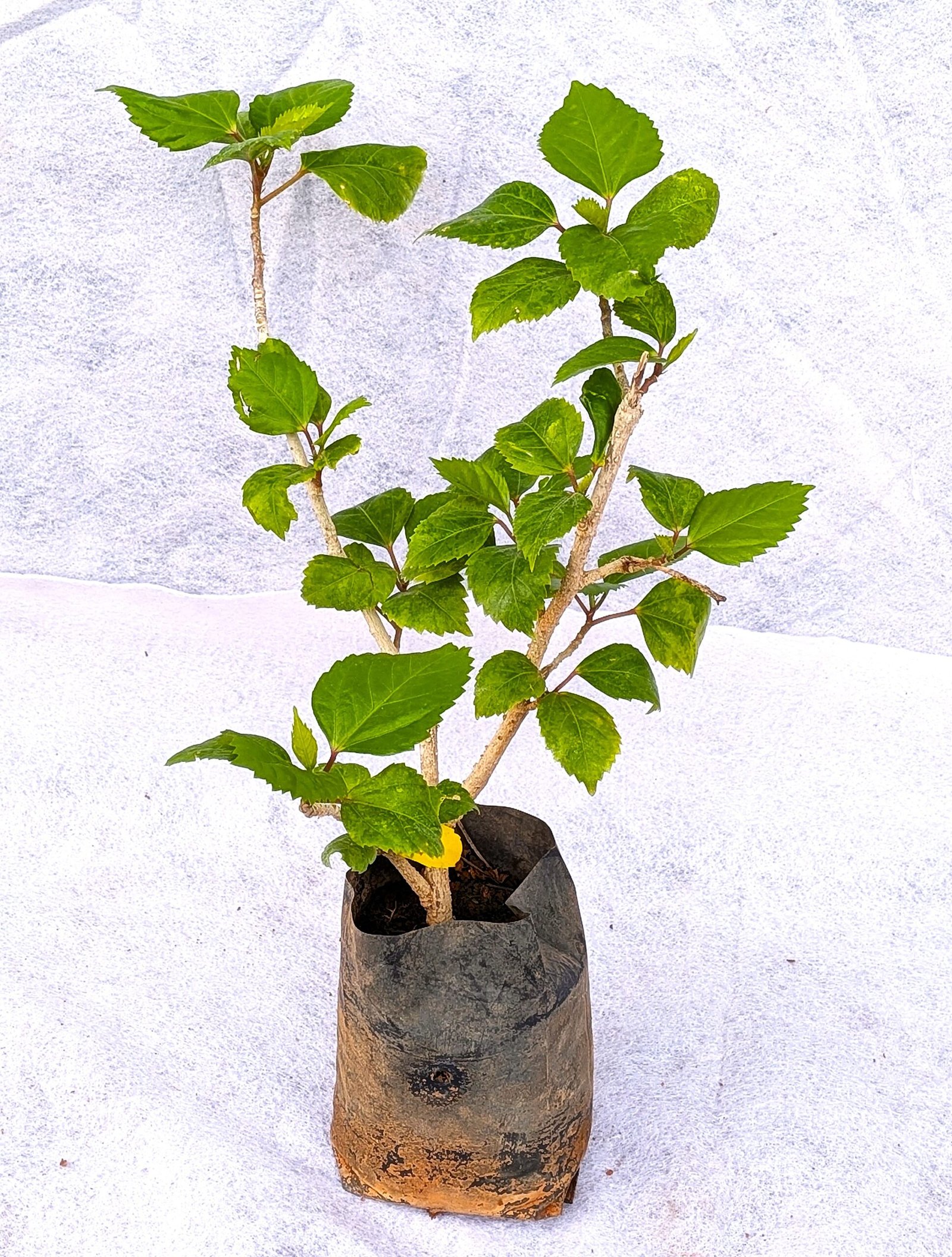 Hibiscus (Sembaruthi) - Image 2