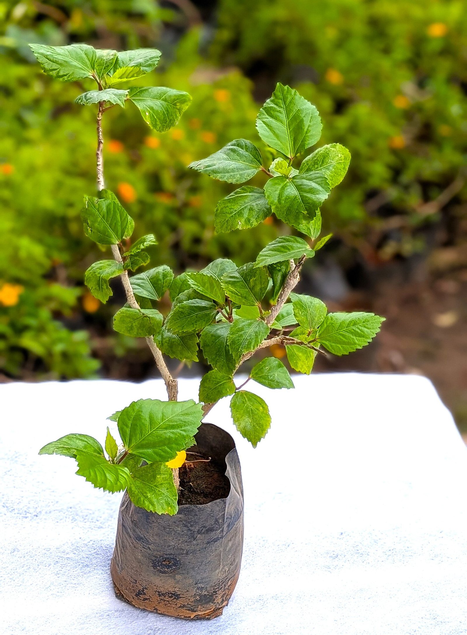 Hibiscus (Sembaruthi) - Image 3