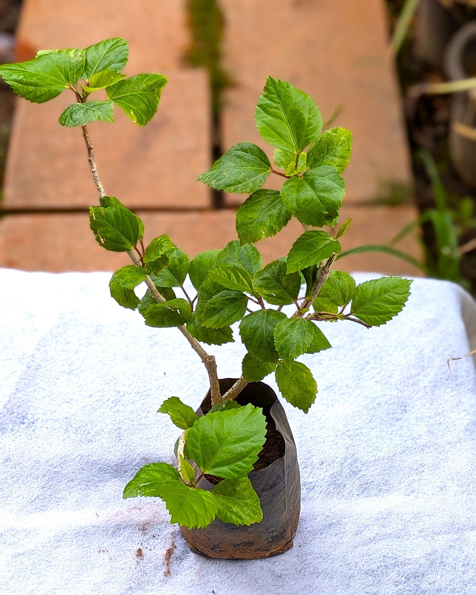 Hibiscus (Sembaruthi) - Image 4