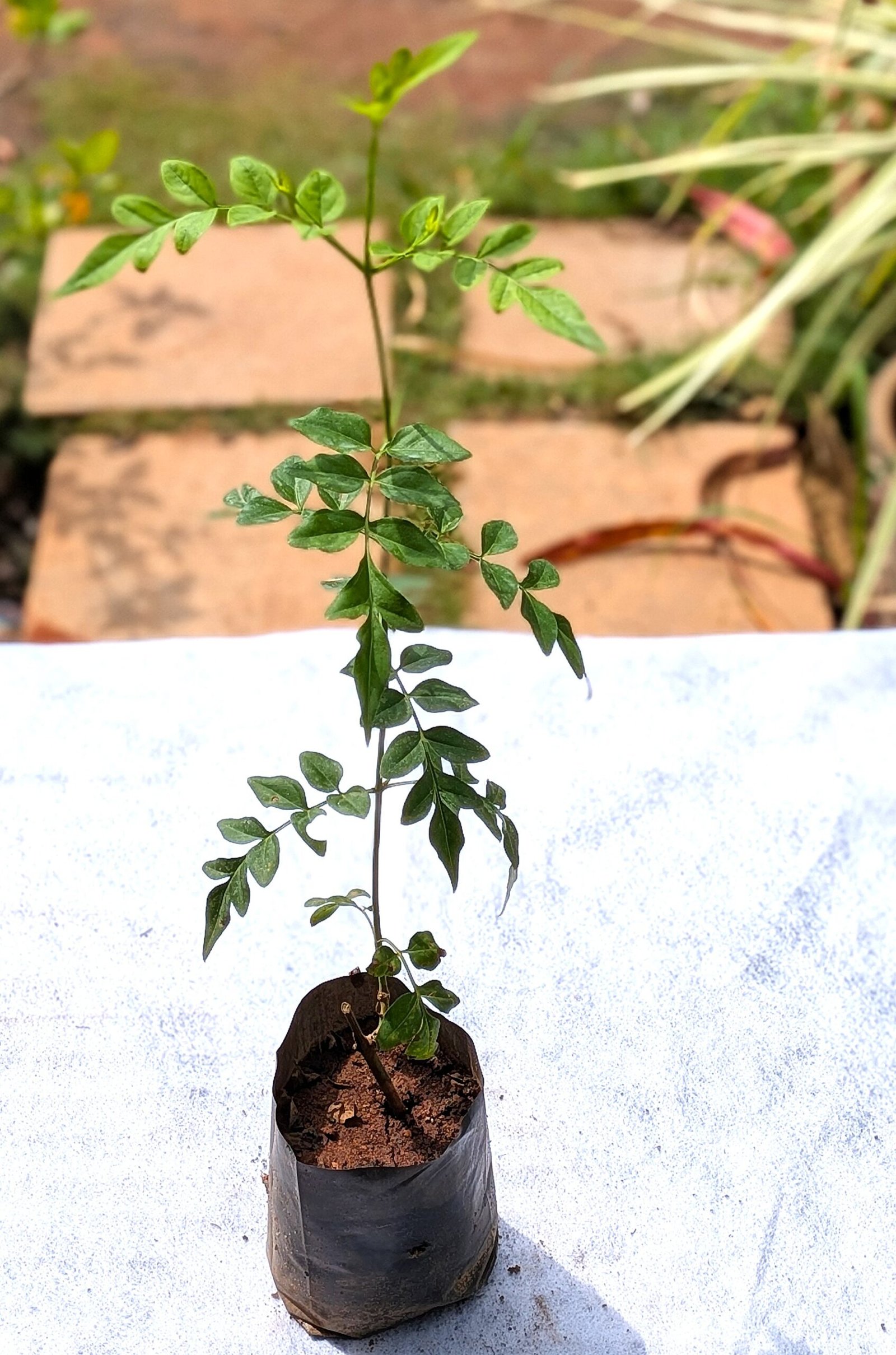 Jathi Malli - Image 3