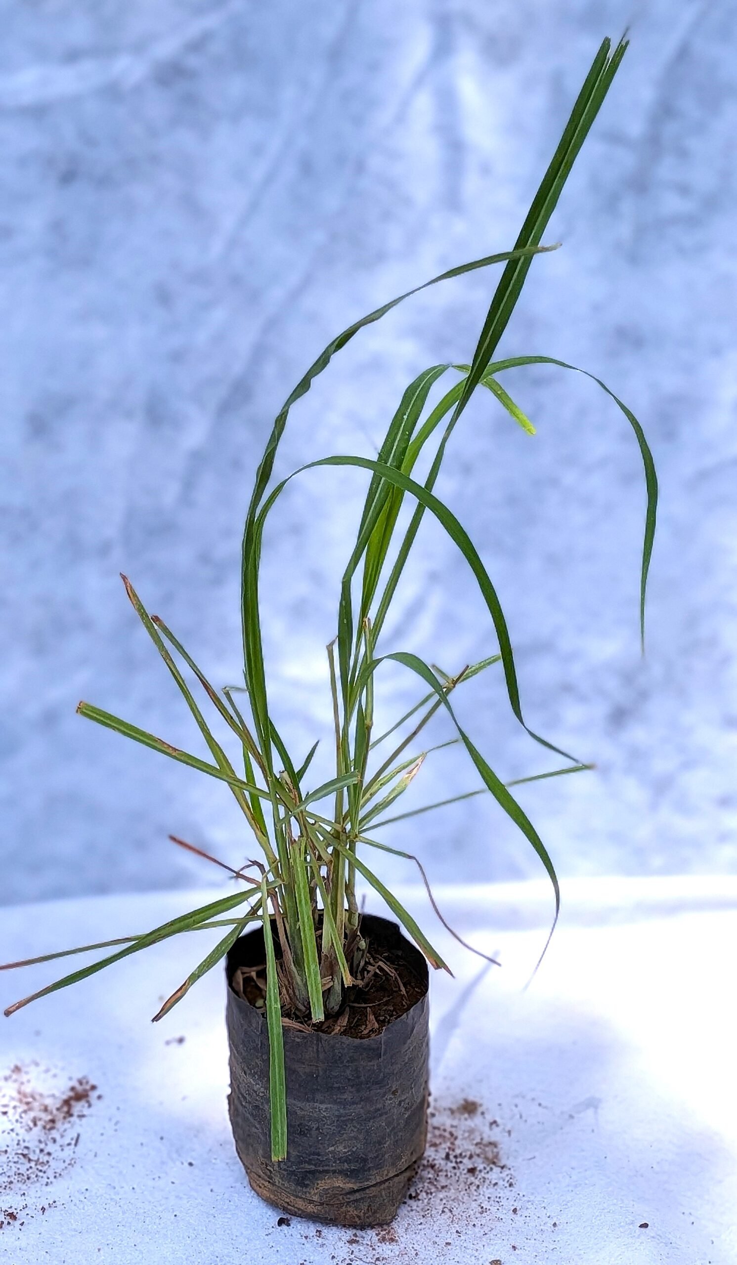 Lemongrass - Image 2