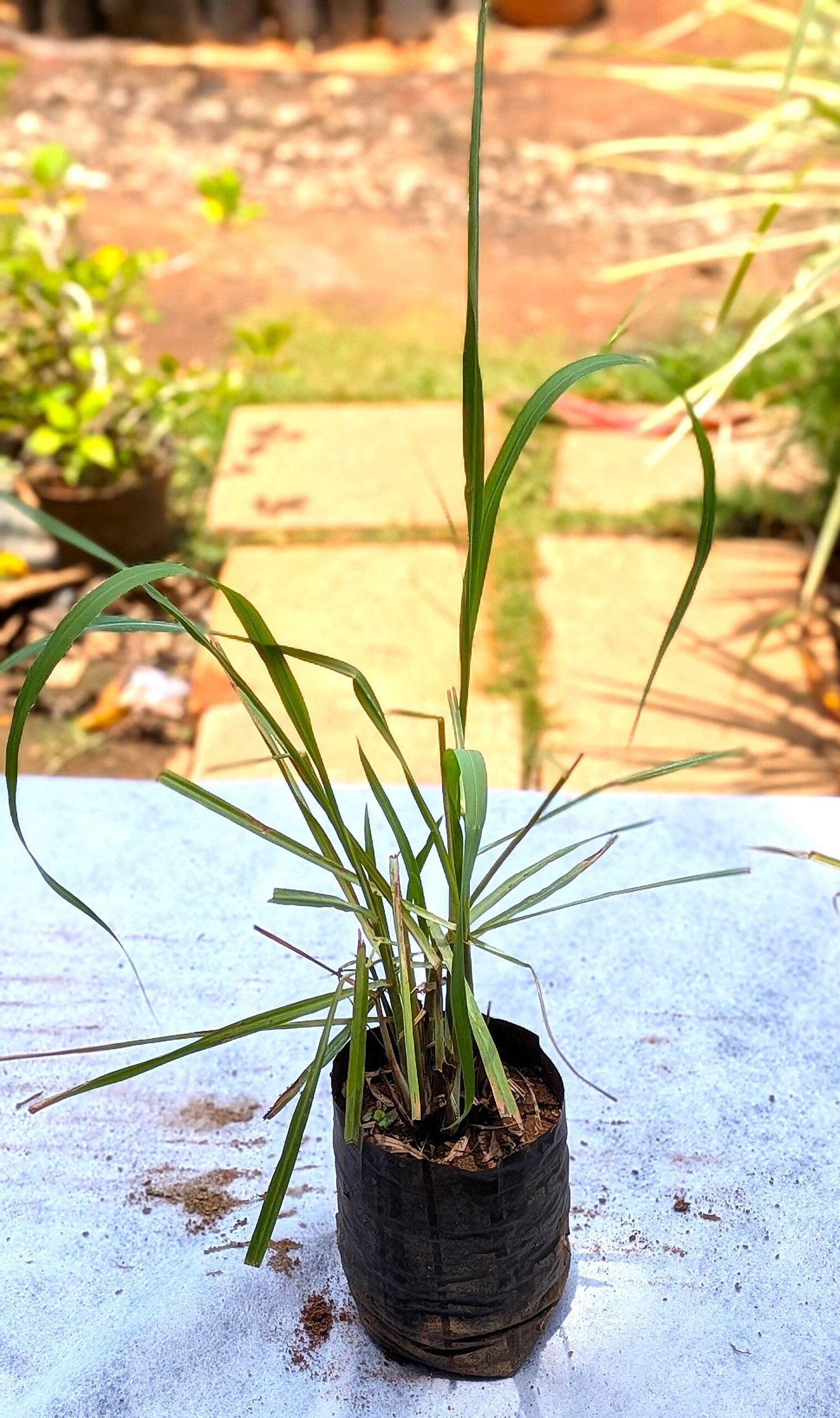 Lemongrass - Image 3
