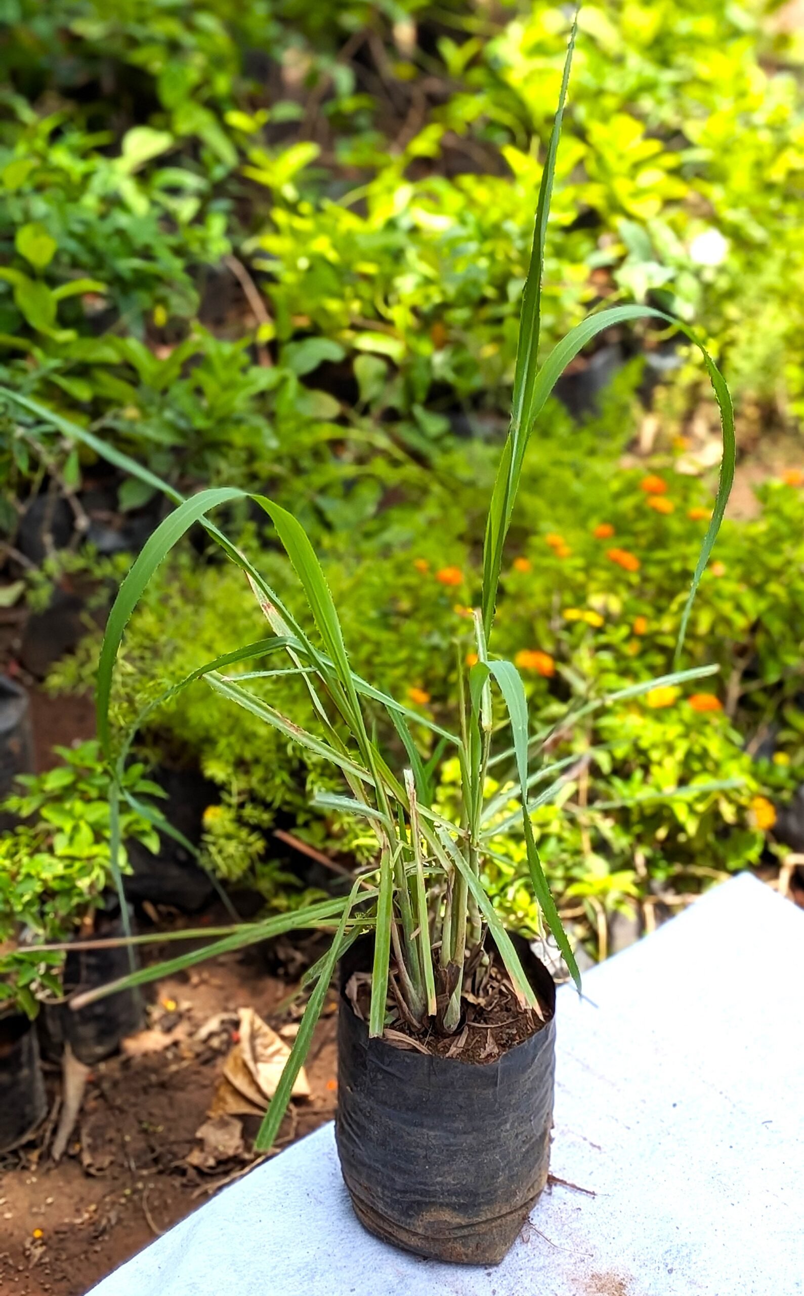 Lemongrass - Image 4