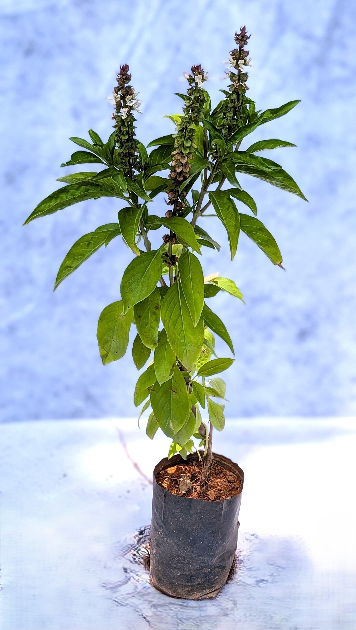 Sweet Basil - Image 2