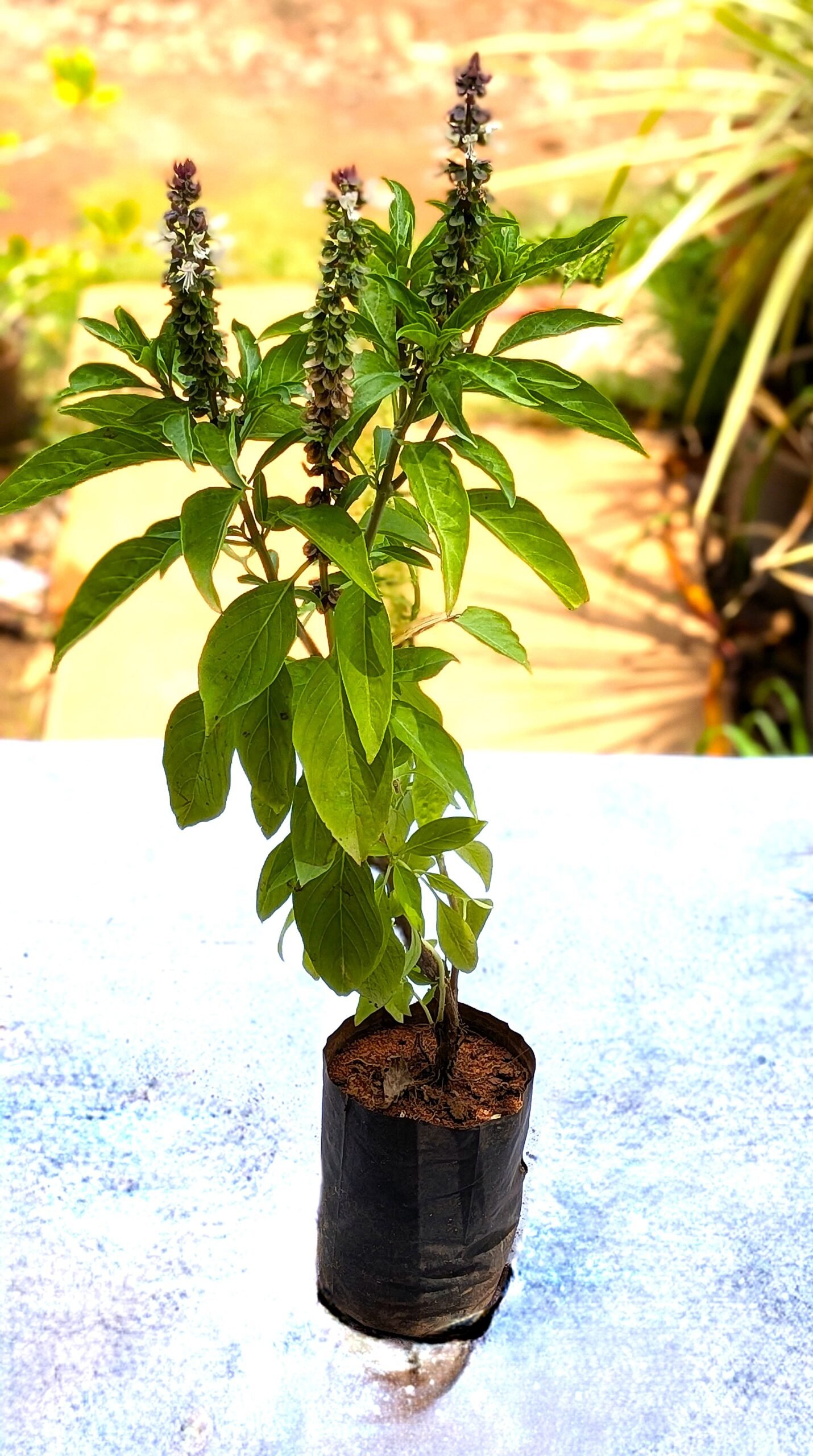 Sweet Basil - Image 3