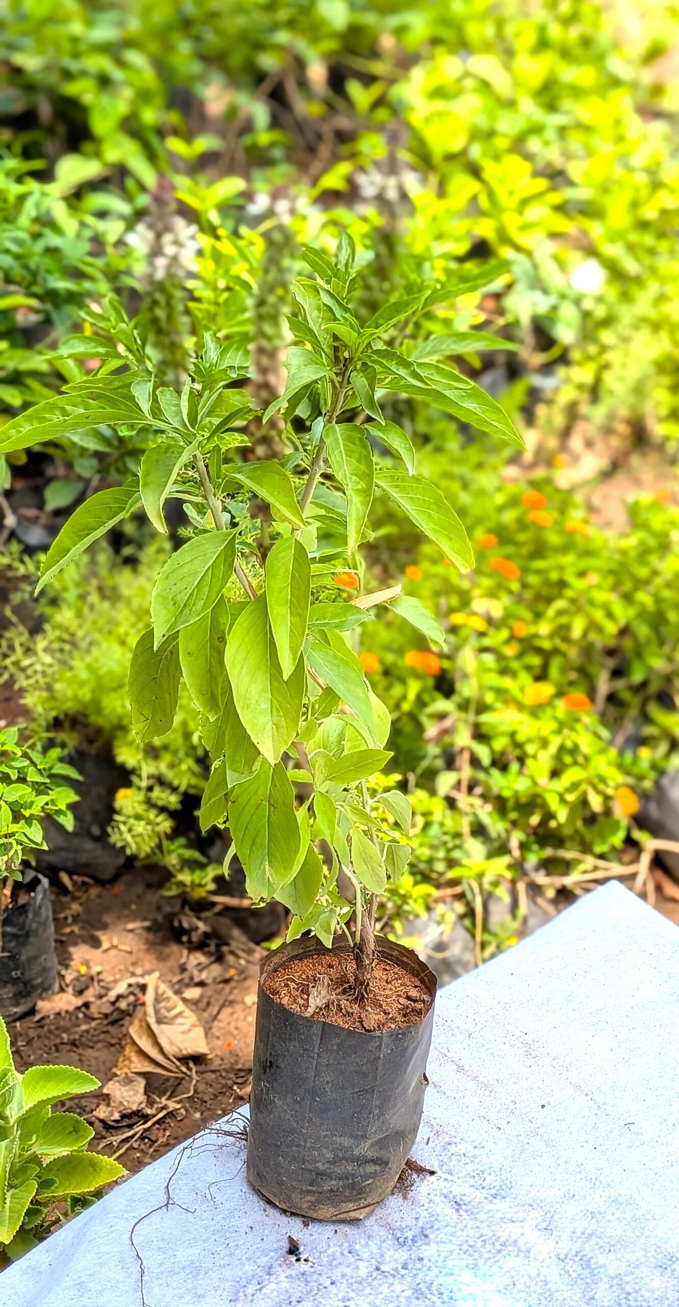 Sweet Basil - Image 4