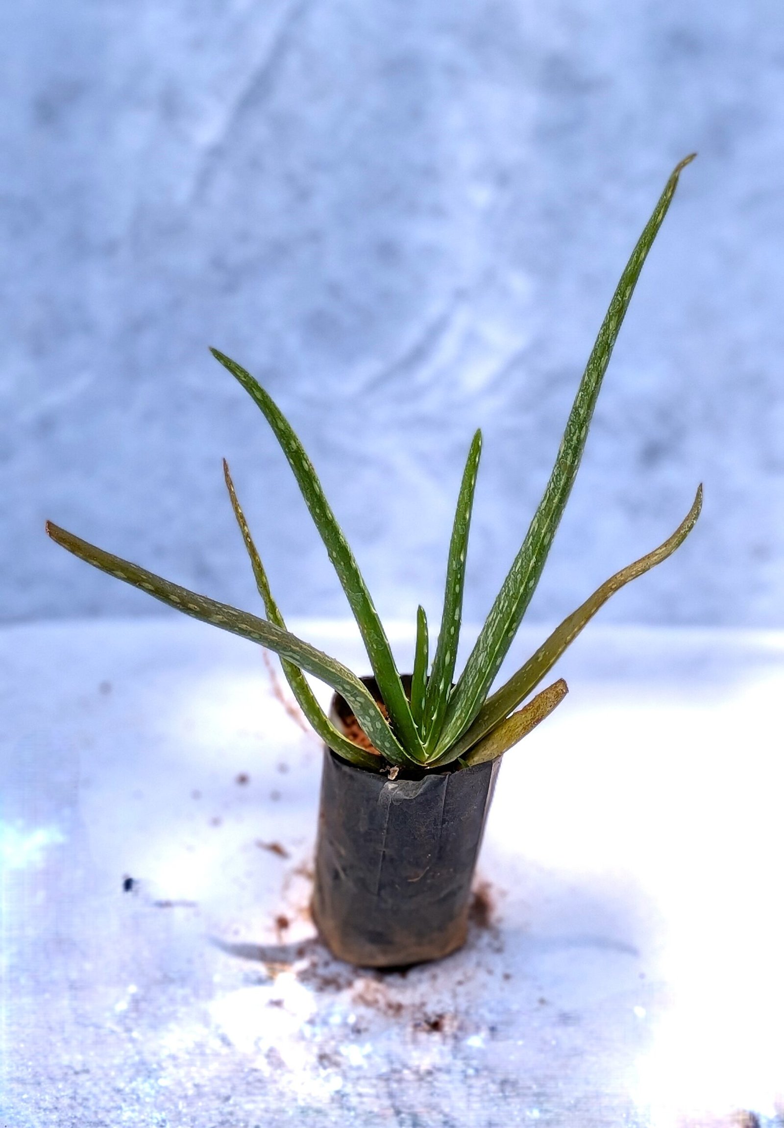 Aloe Vera - Image 2