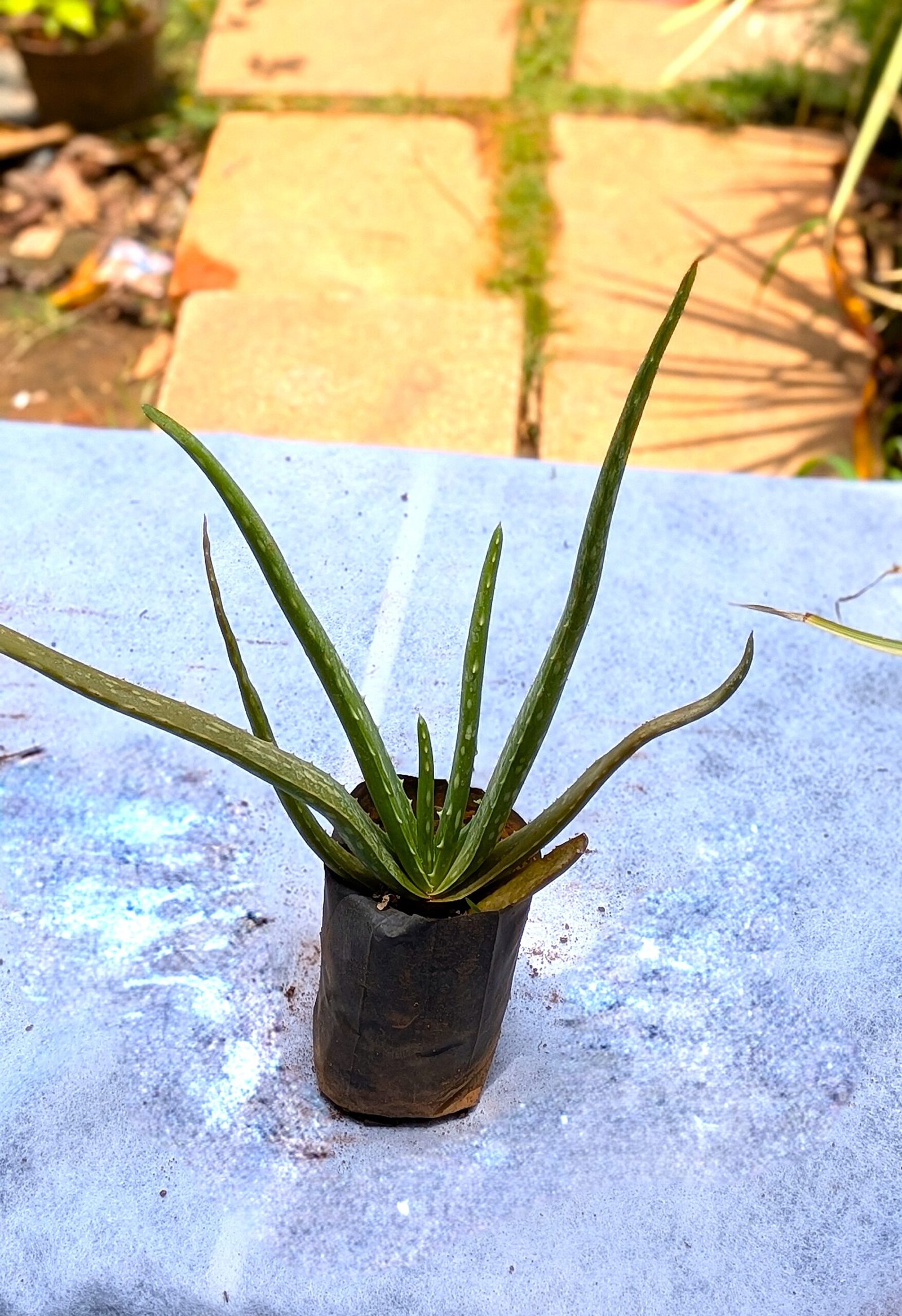 Aloe Vera - Image 3
