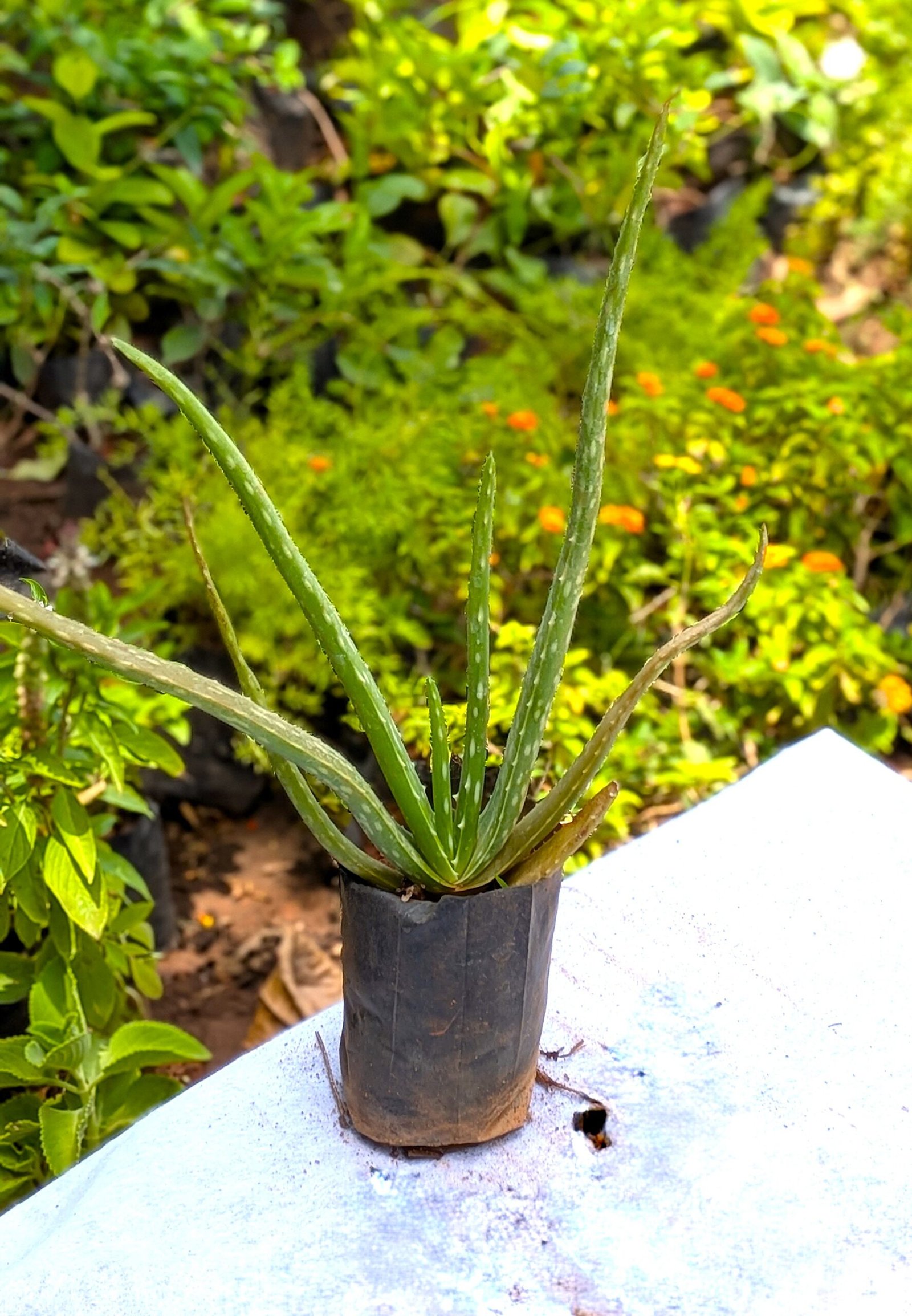 Aloe Vera - Image 4