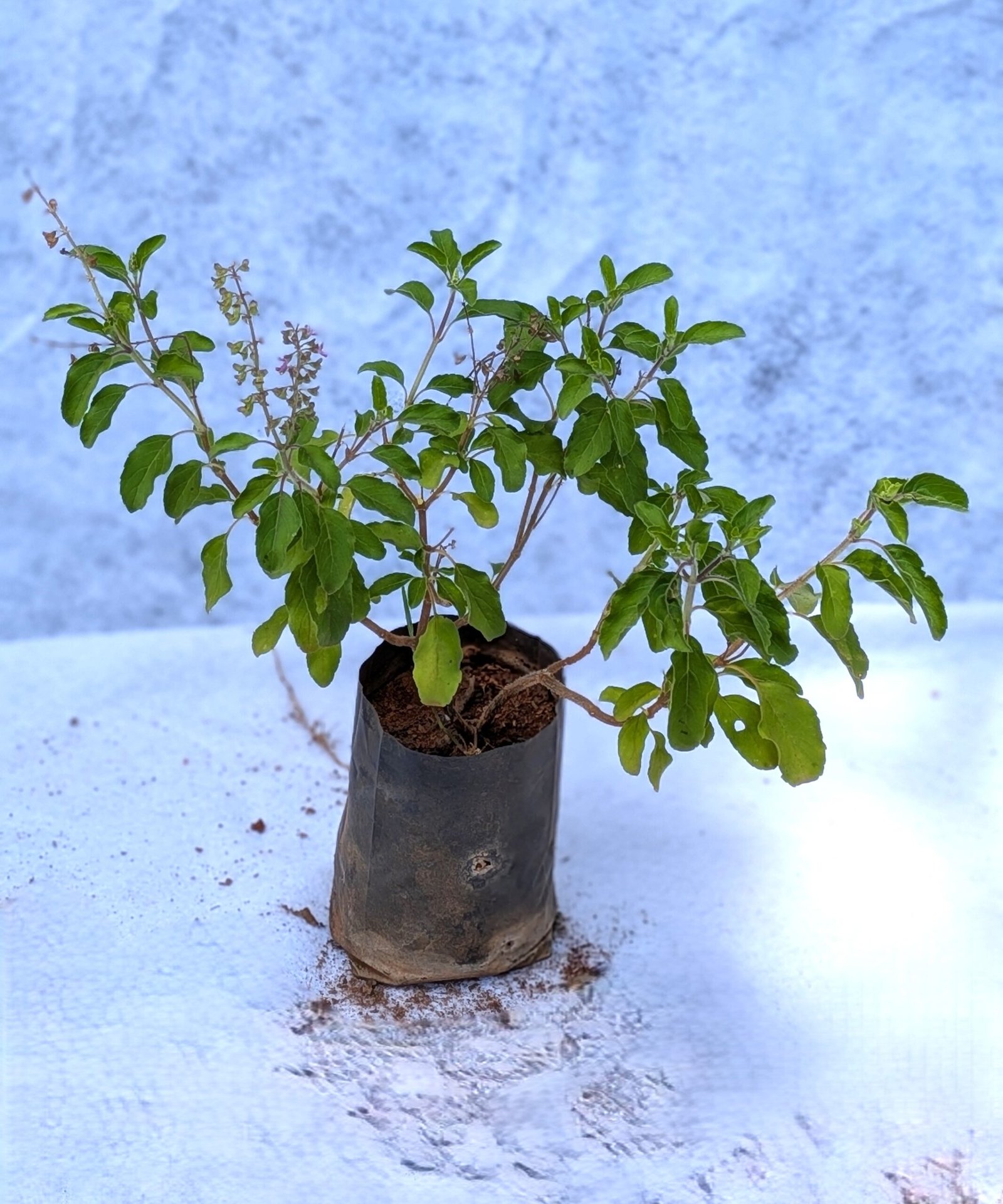 Tulasi(Holy Basil) - Image 2