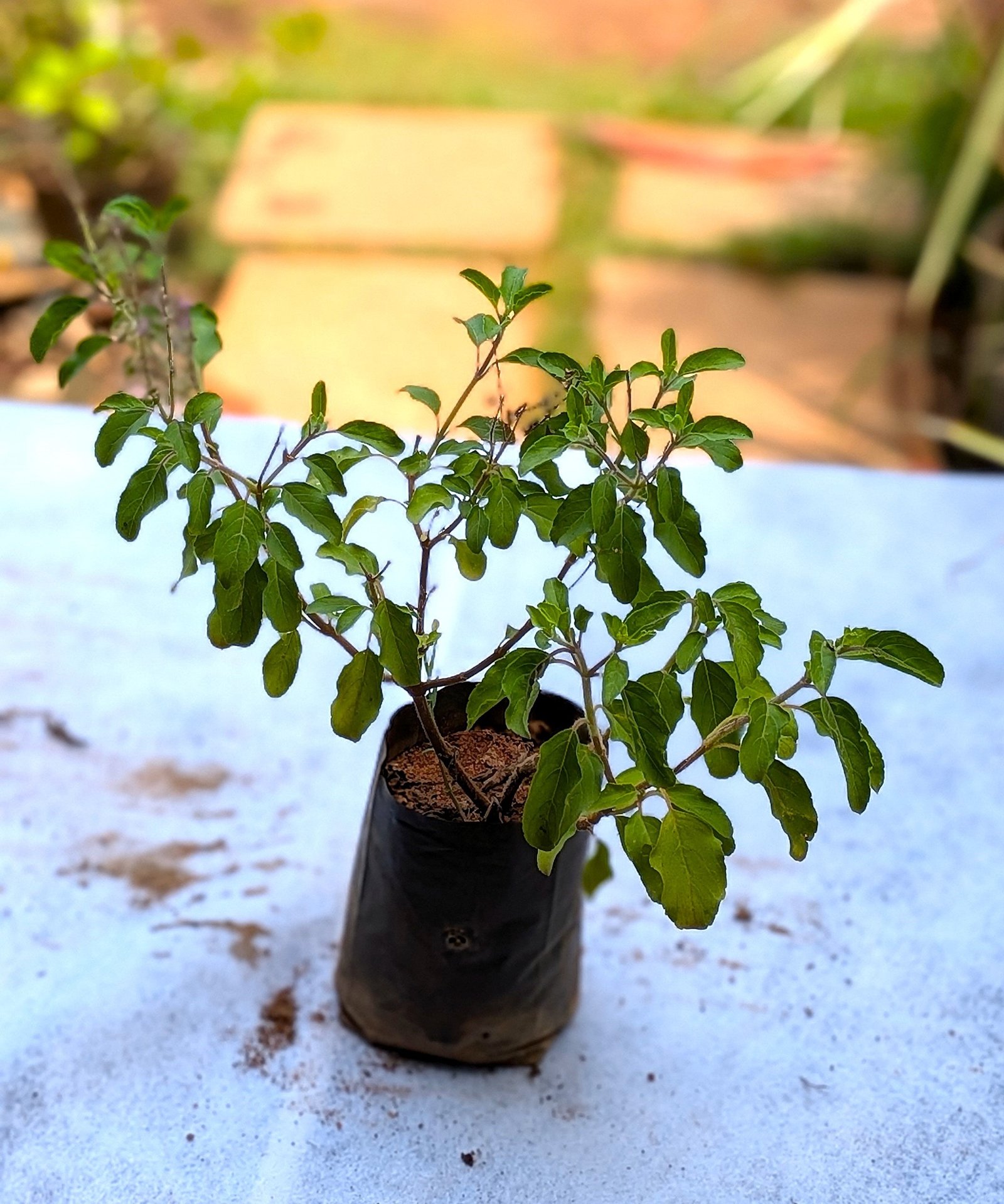 Tulasi(Holy Basil) - Image 3