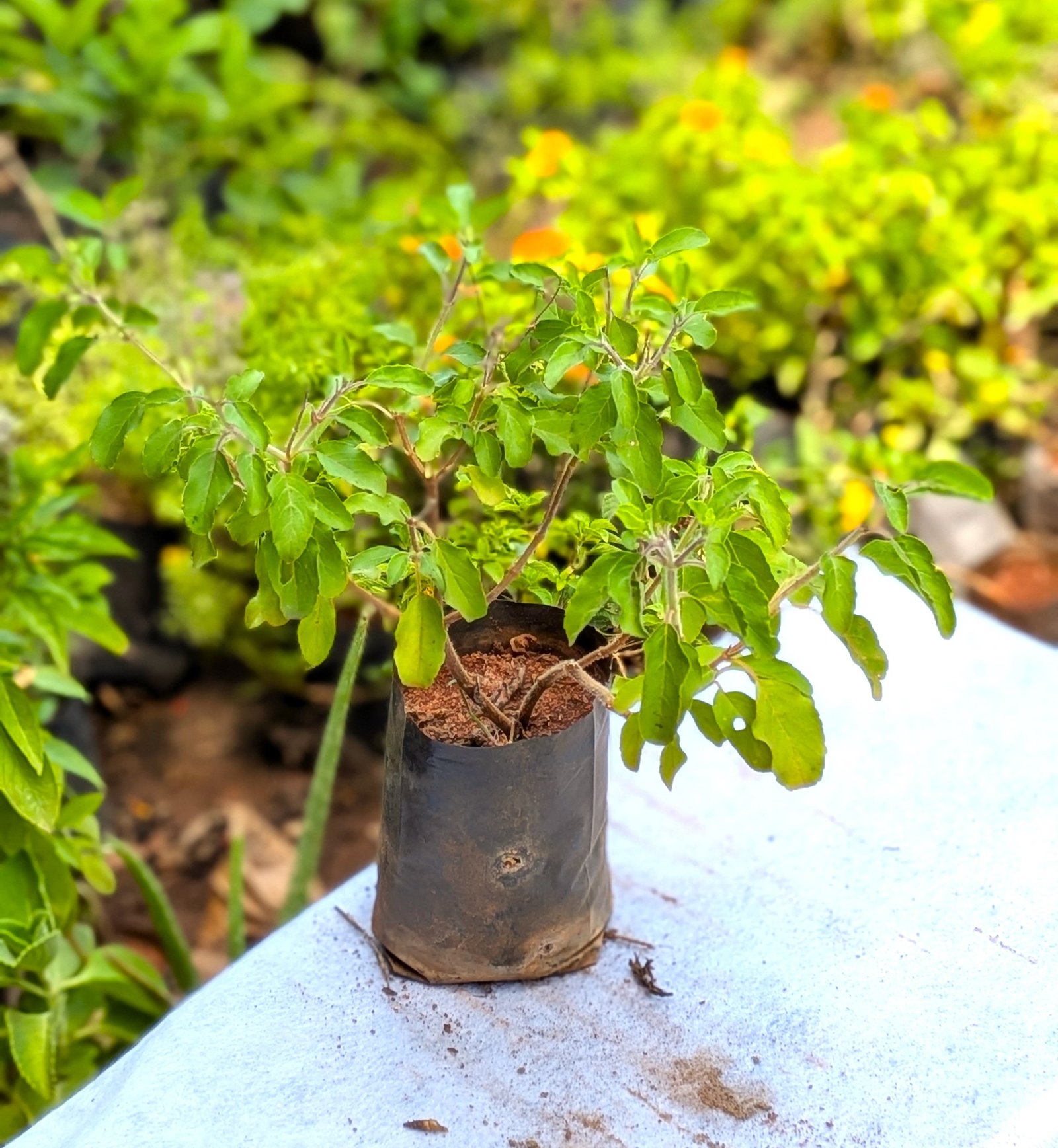 Tulasi(Holy Basil) - Image 4