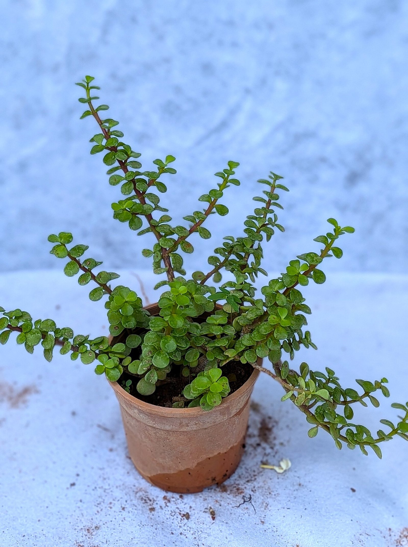 Jade Plant - Image 2