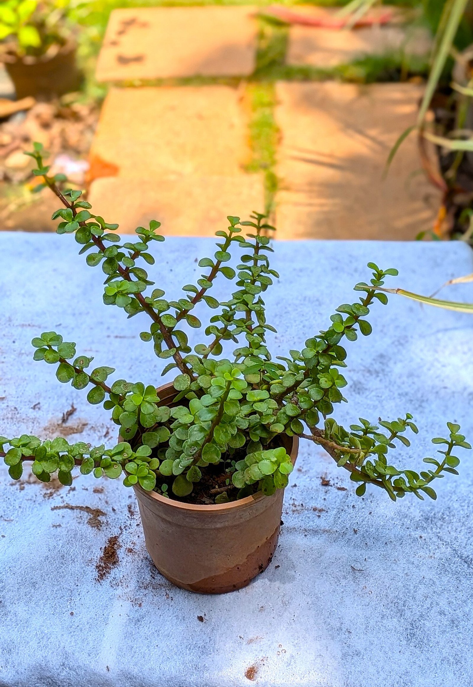 Jade Plant - Image 3