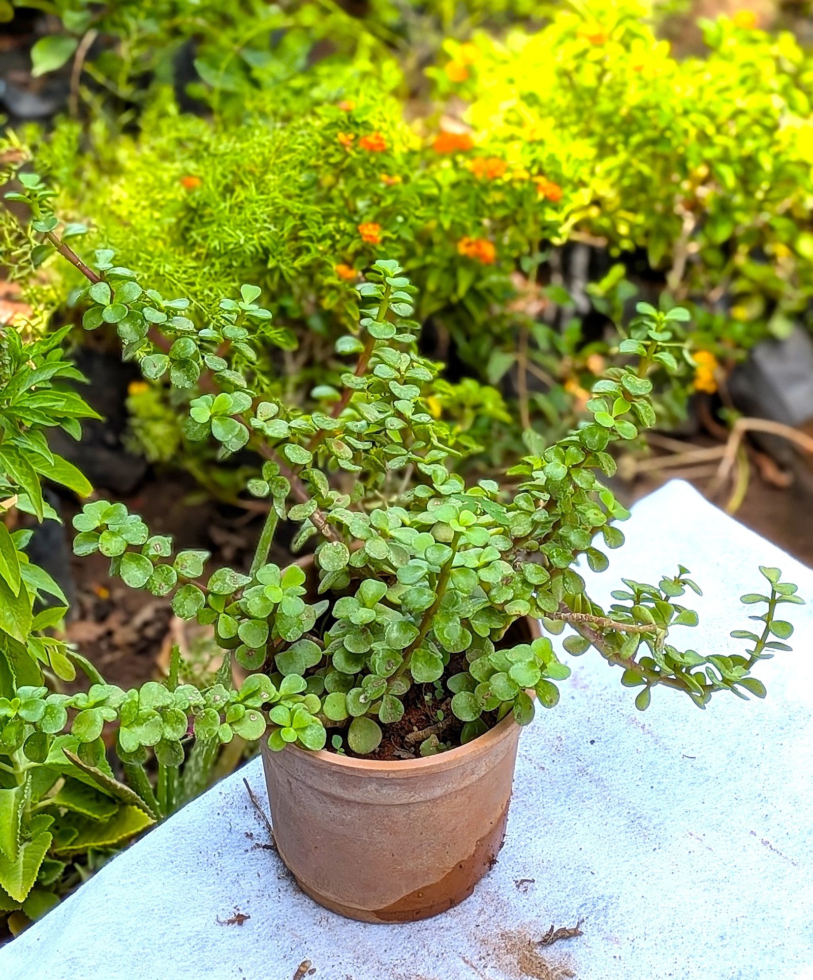 Jade Plant - Image 4