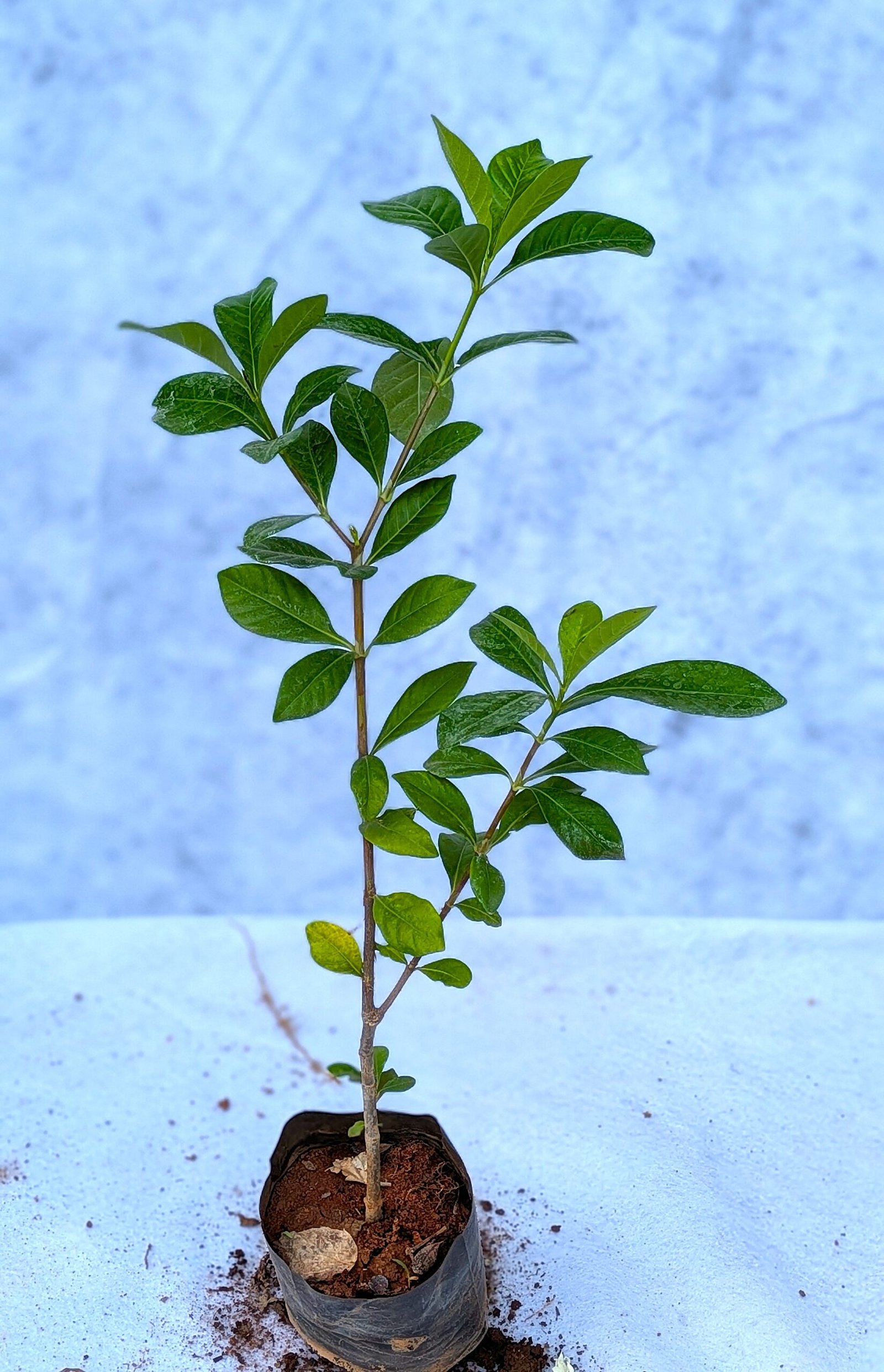 Parijadam (Gardenia) - Image 2