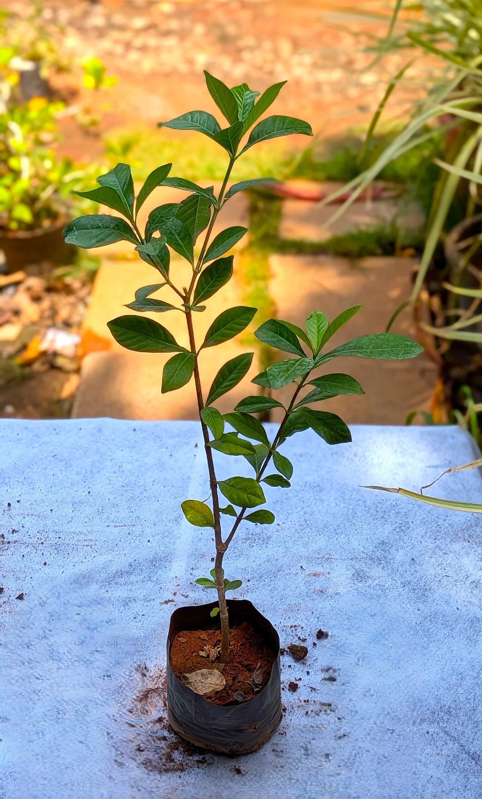 Parijadam (Gardenia) - Image 3