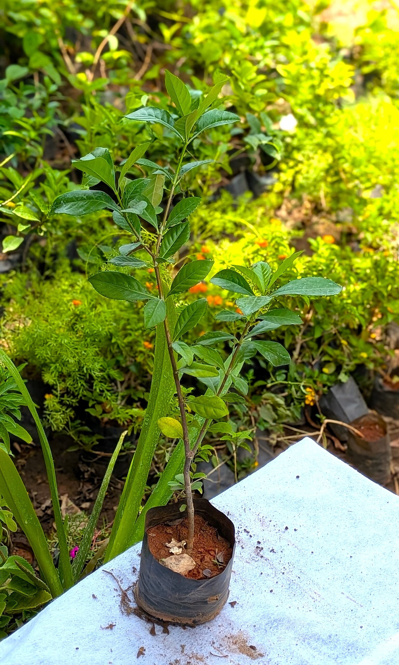Parijadam (Gardenia) - Image 4