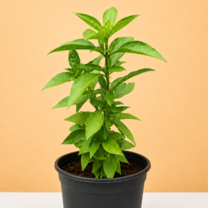 Sweet Basil