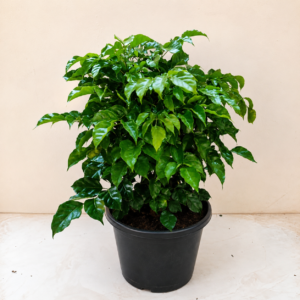 China Doll Plant