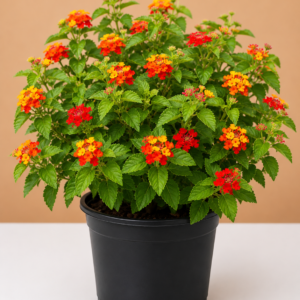 Lantana