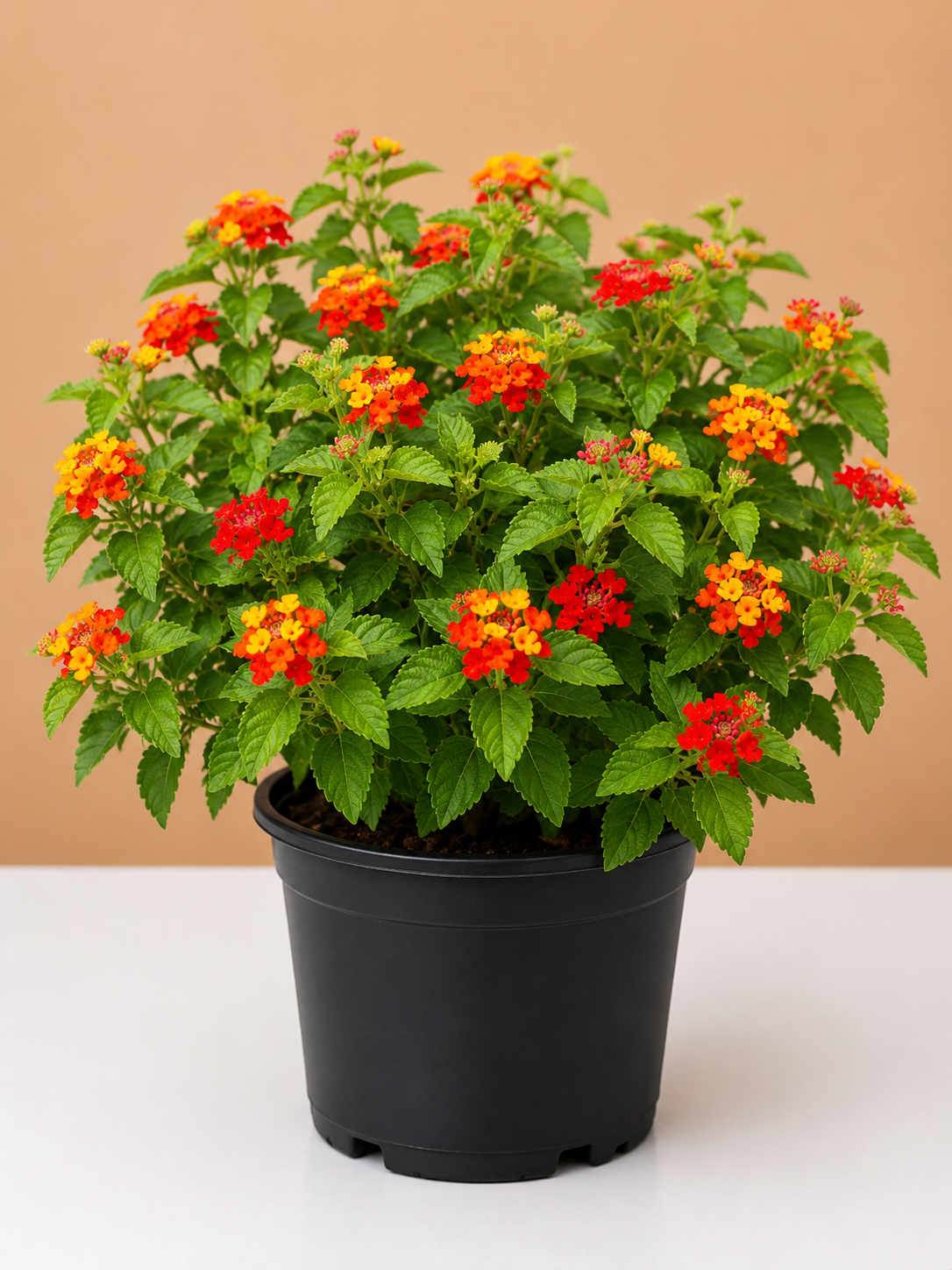 Lantana
