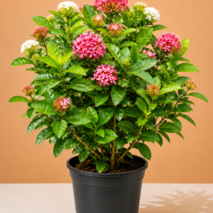 Ixora