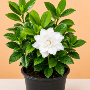 Parijadam (Gardenia)