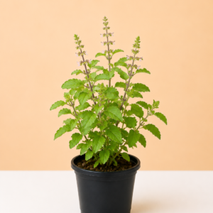 Tulasi(Holy Basil)