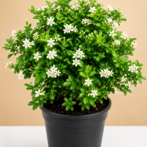 Orange Jasmine