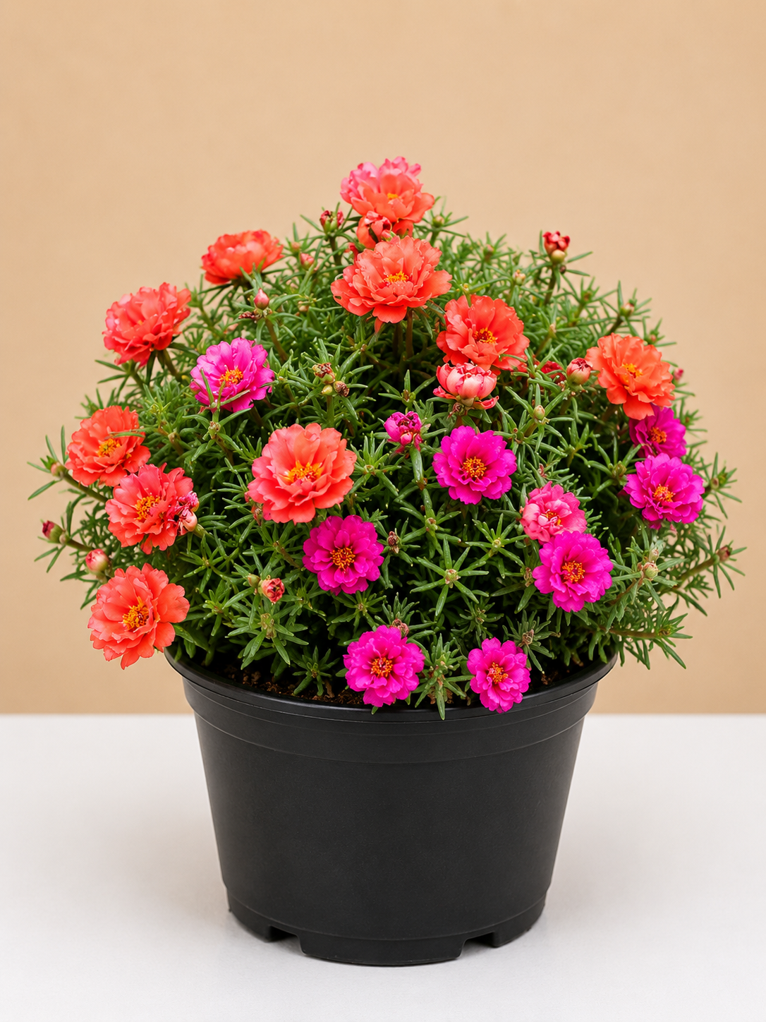 Bud Rose