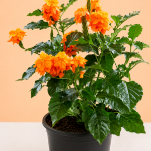 Firecracker Flower (Kanakambaram)