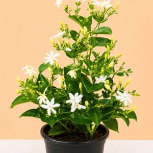 Mullai (Arabian Jasmine)