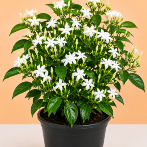 Nithya Malli (Pinwheel Jasmine)