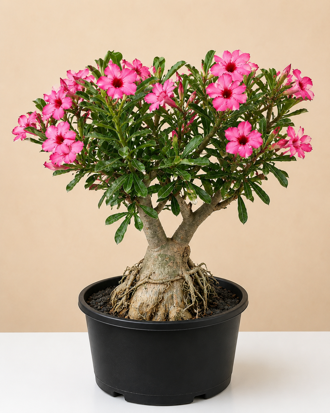 Desert Rose