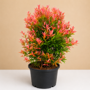 Eugenia (Red Shoot Plant)
