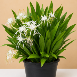 Spider Lily