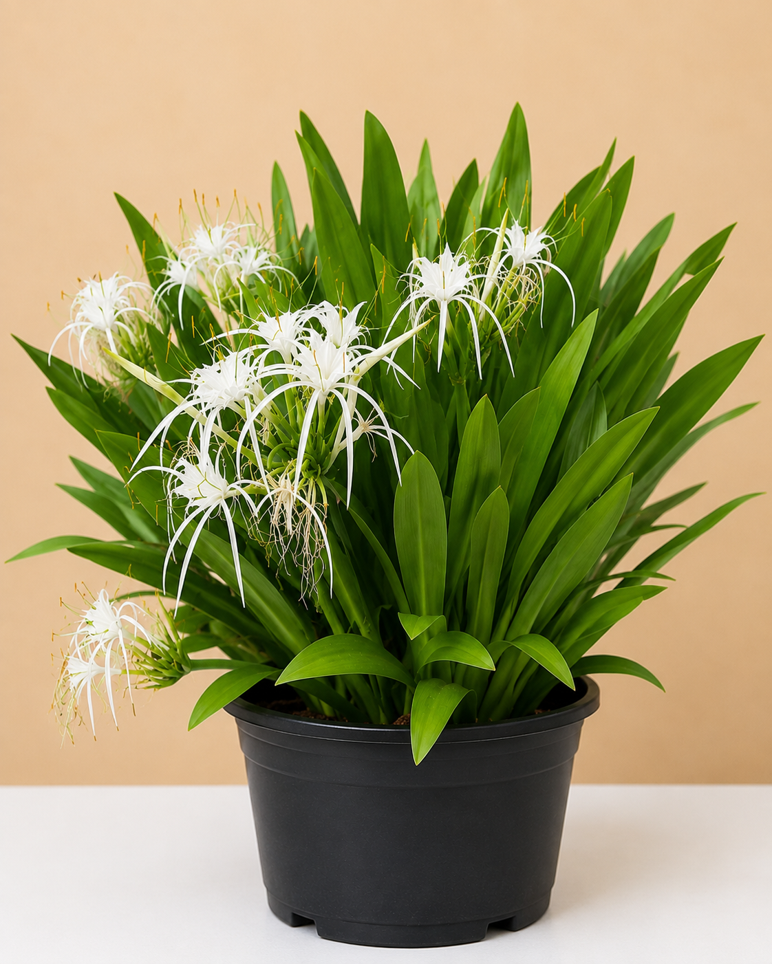 Spider Lily