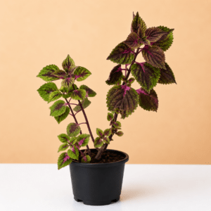 Coleus