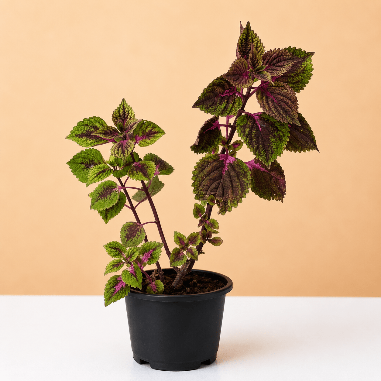Coleus