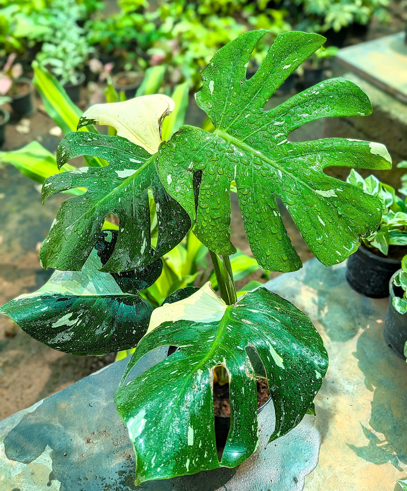Monstera Thai Constellation - Image 2