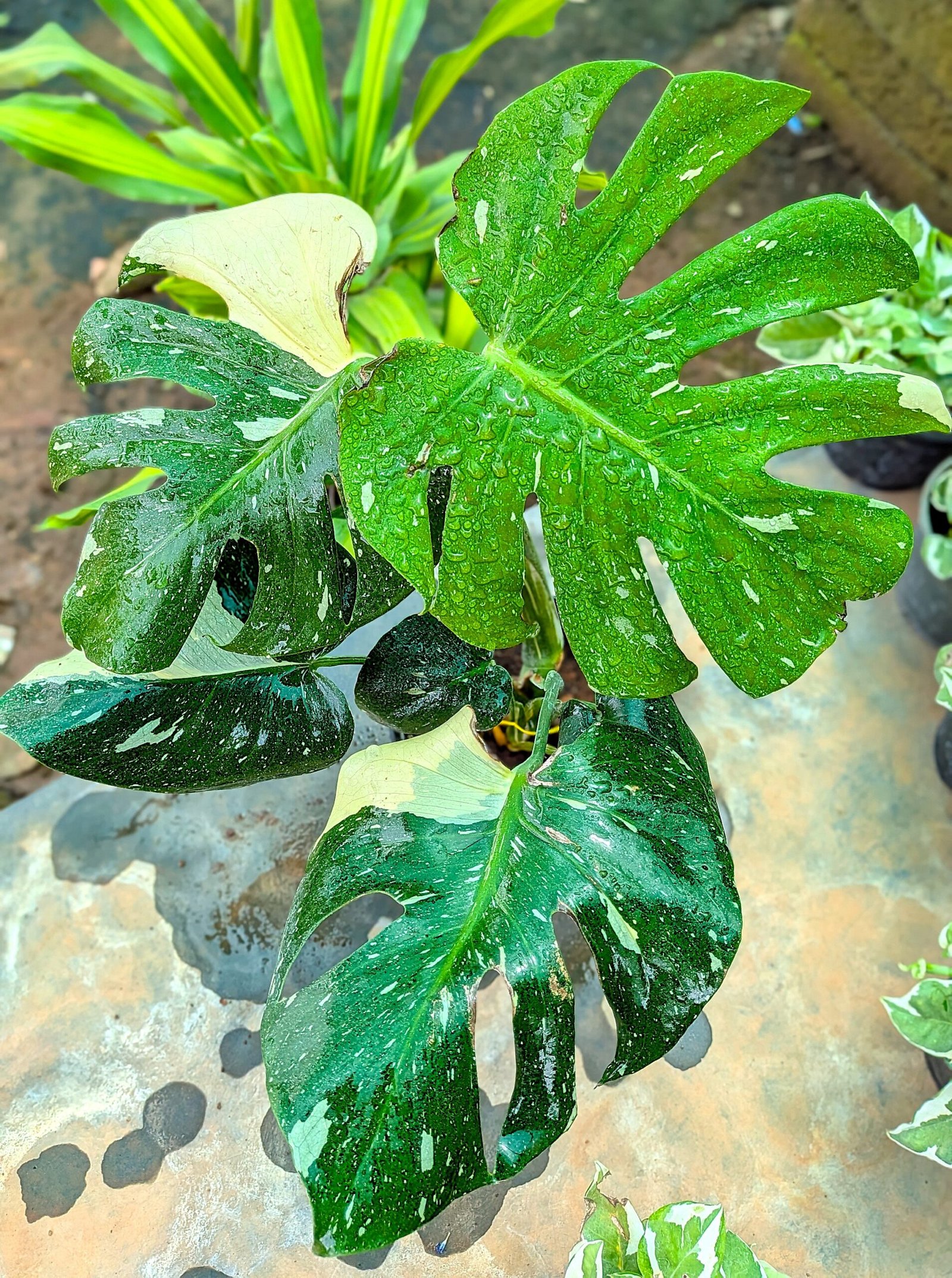 Monstera Thai Constellation - Image 3