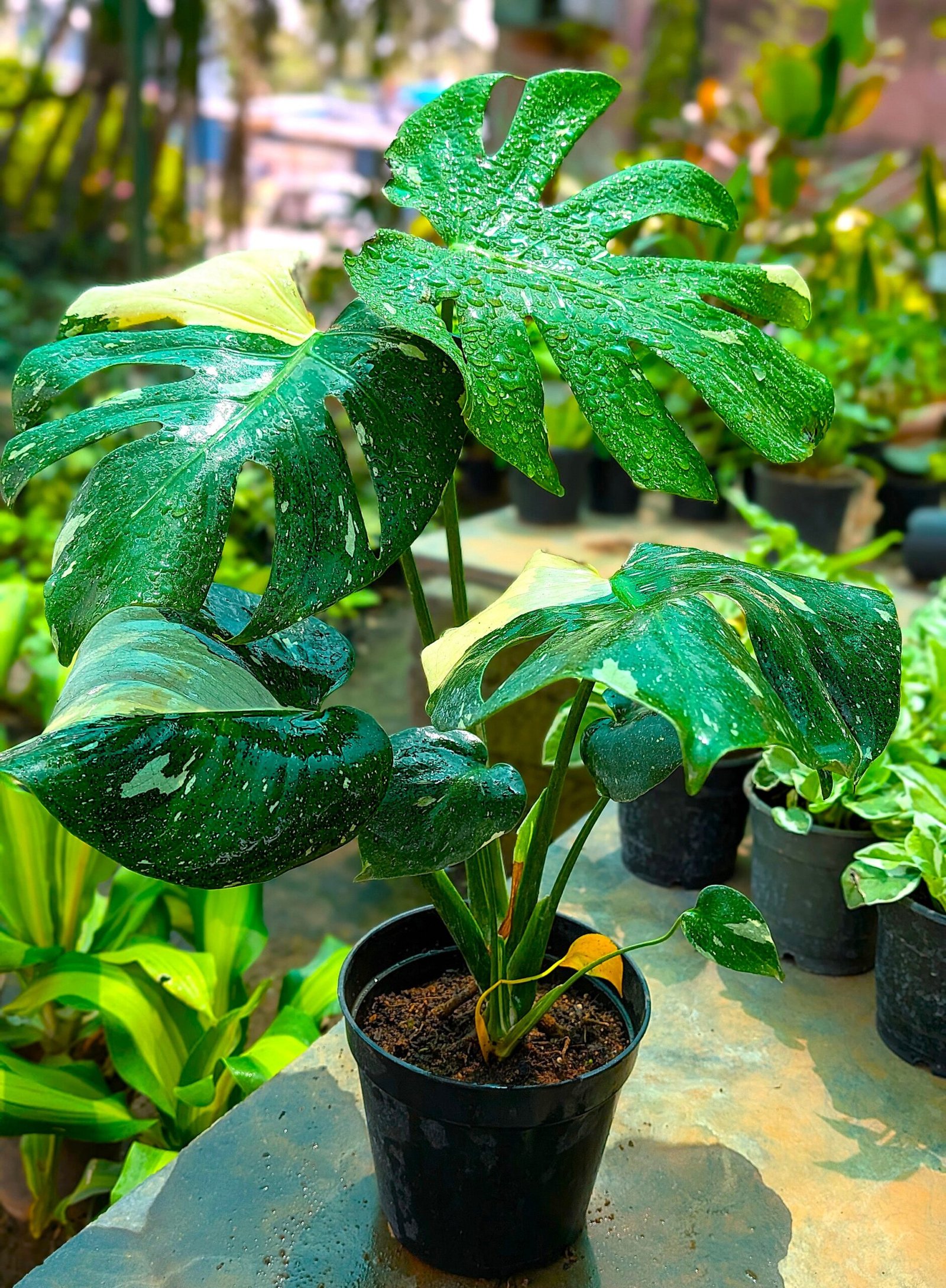 Monstera Thai Constellation - Image 4