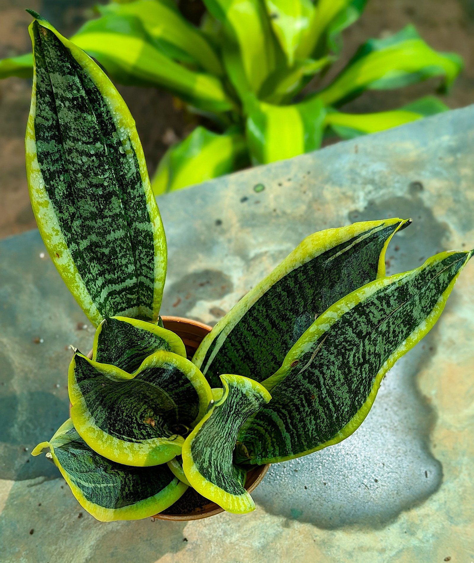 Snake Plant - Small - Image 3