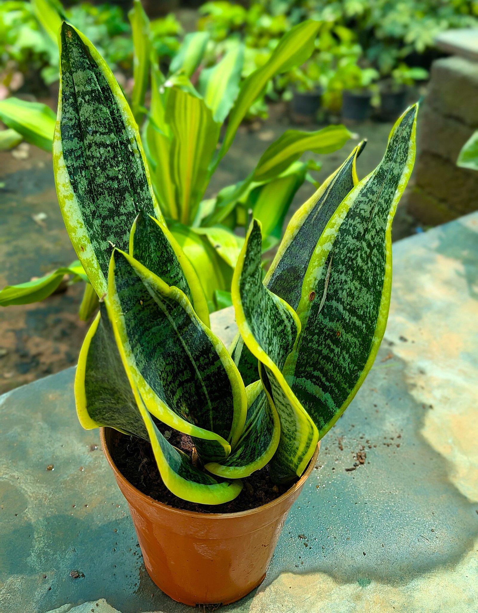 Snake Plant - Small - Image 4